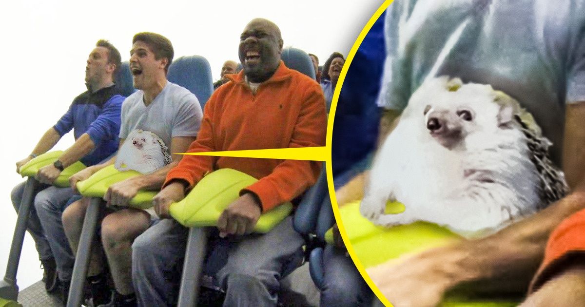 Originalidad y mucho humor en una competencia que hicieron unos usuarios de Photoshop con la imagen de un erizo Originalidad y mucho humor en una competencia que hicieron unos usuarios de Photoshop con la imagen de un erizo