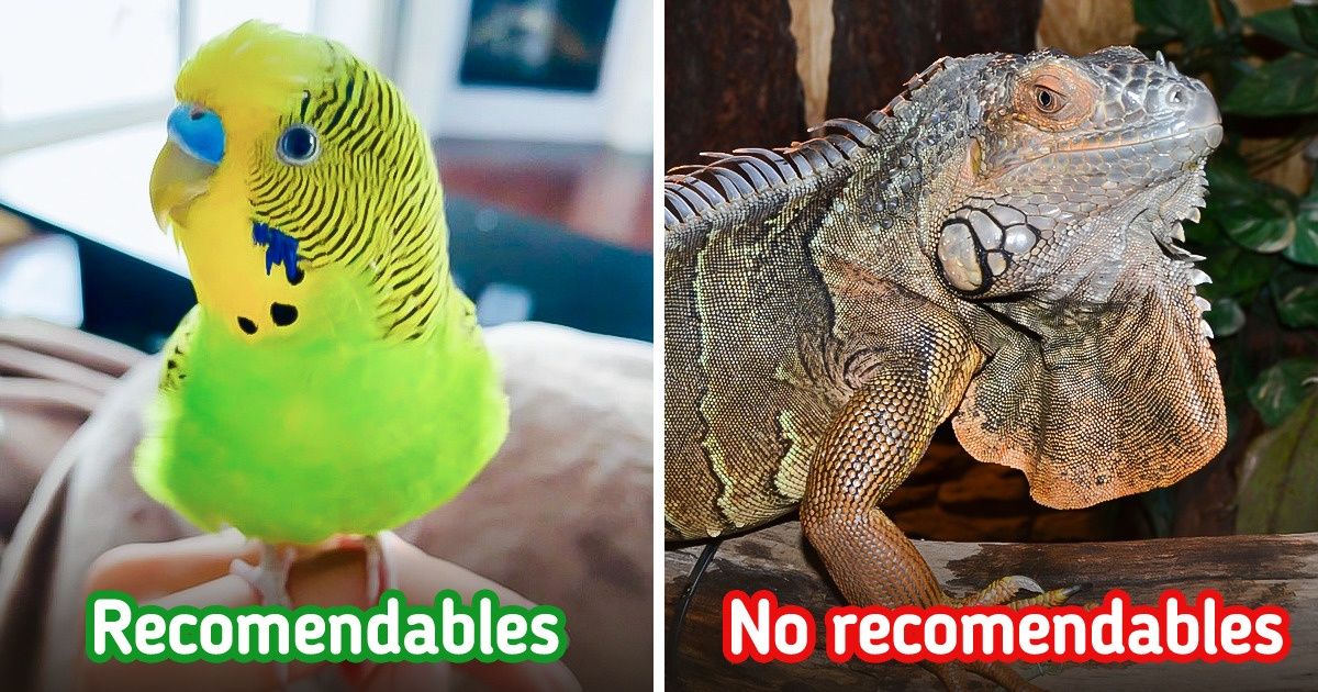 11 Animales recomendables como mascotas para niños y cómo son sus comportamientos