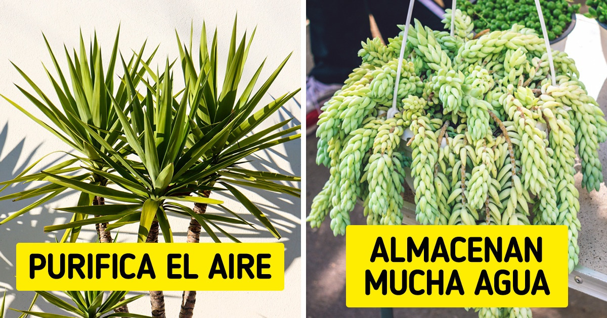 26 Plantas exóticas que puedes cultivar en tu casa y cómo cuidarlas 26 Plantas exóticas que puedes cultivar en tu casa y cómo cuidarlas