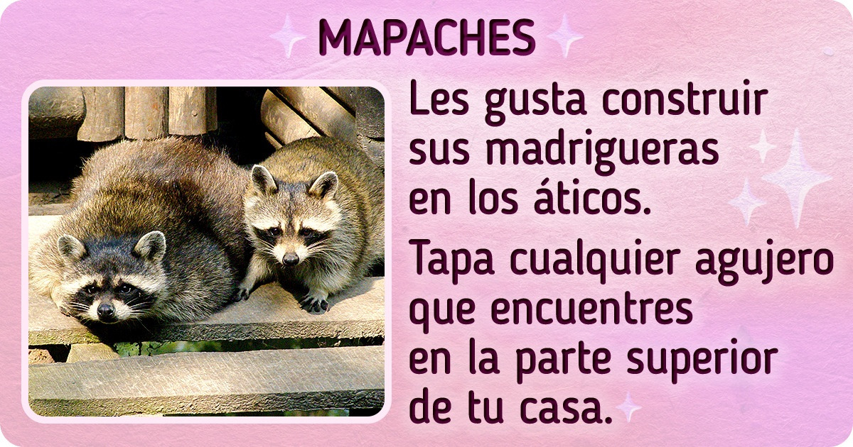9 Señales de convivencia con animales salvajes en la casa y cómo evitar que sucedan
