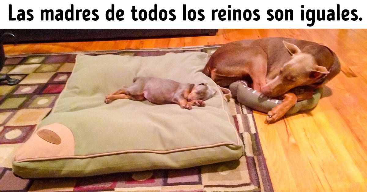 20 Fotografías conmovedoras capaces de tocar hasta los corazones más insensibles 20 Fotografías conmovedoras capaces de tocar hasta los corazones más insensibles