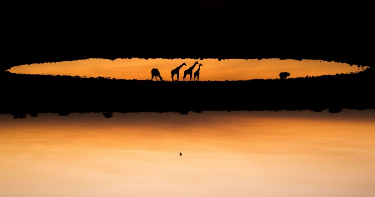 Las 20 mejores fotografías de la naturaleza salvaje