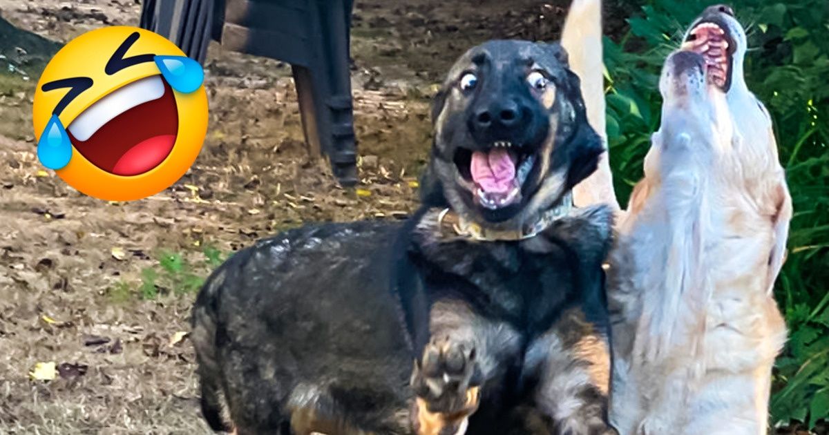 20 Mascotas que se encargan de que sus dueños nunca sufran de aburrimiento 20 Mascotas que se encargan de que sus dueños nunca sufran de aburrimiento