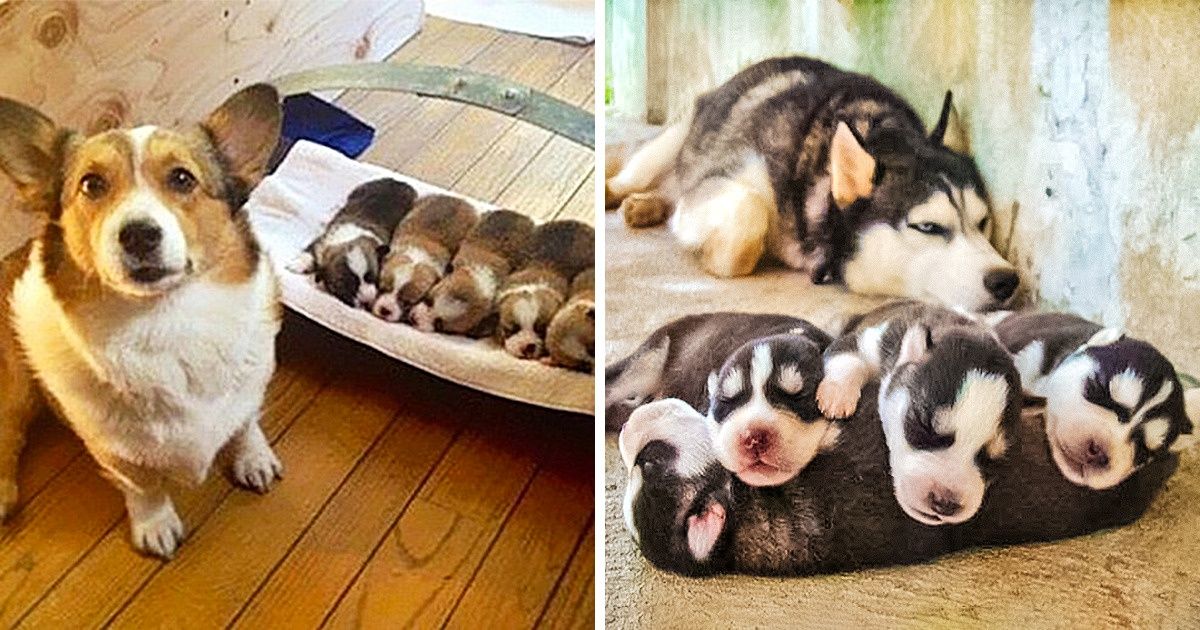 20 Mamás peludas cuyos bebés ganaron nuestros corazones 20 Mamás peludas cuyos bebés ganaron nuestros corazones