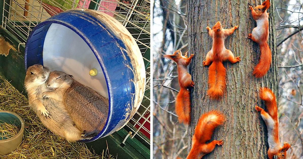 25 Fotografías de animales que nos tocan el corazón de la manera más tierna