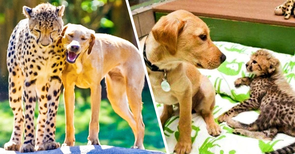 Amistades inusuales entre animales que podrían derretirle el corazón a cualquiera