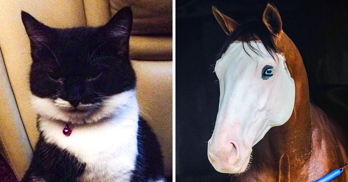 20 Animales maravillosos que nacieron con máscaras