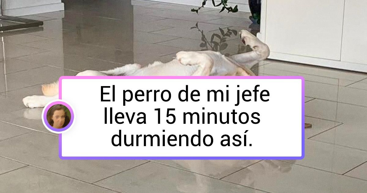 19 Perros y gatos cuyas posibilidades físicas van más allá de lo razonable