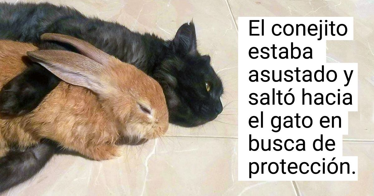 20 Fotos que demuestran que no es la sangre la que define el vínculo familiar, sino el amor incondicional