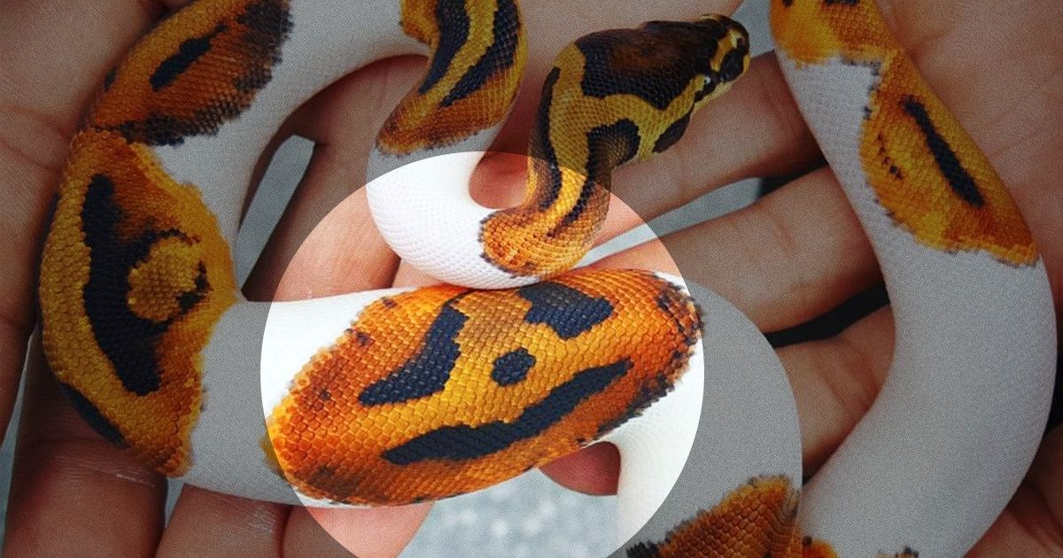 Estas serpientes fueron “decoradas” por la naturaleza con calabazas de Halloween Estas serpientes fueron “decoradas” por la naturaleza con calabazas de Halloween