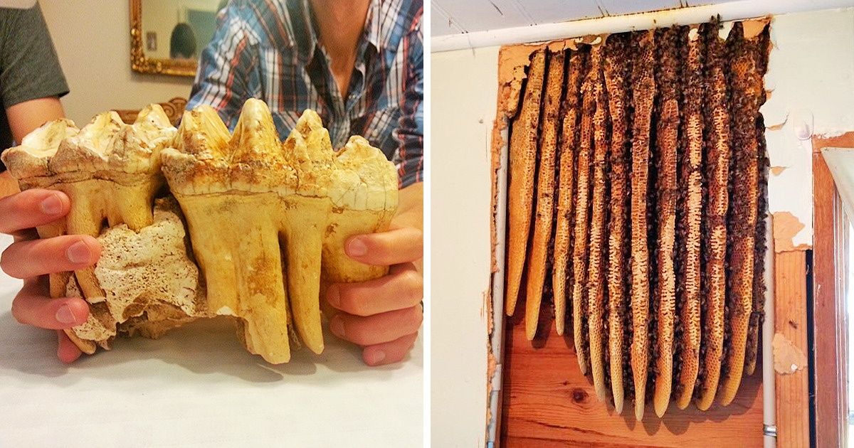 22 Fotos de internautas que encontraron algo realmente genial