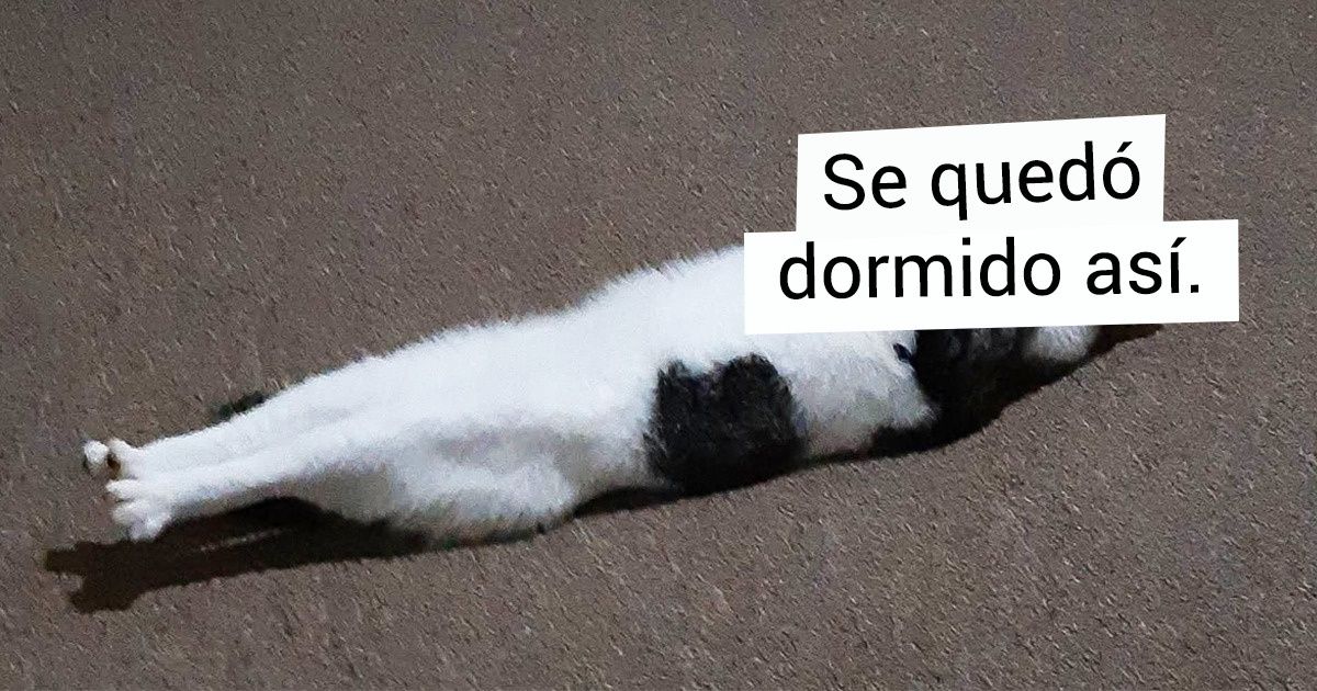 23 Gatos que fueron capturados por sus humanos durante un leve arranque de locura 23 Gatos que fueron capturados por sus humanos durante un leve arranque de locura