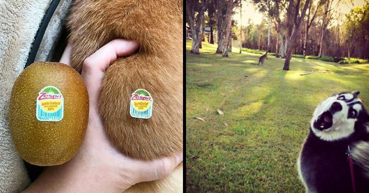 25 Imágenes de animales que han demostrado ser una fuente de infinita diversión