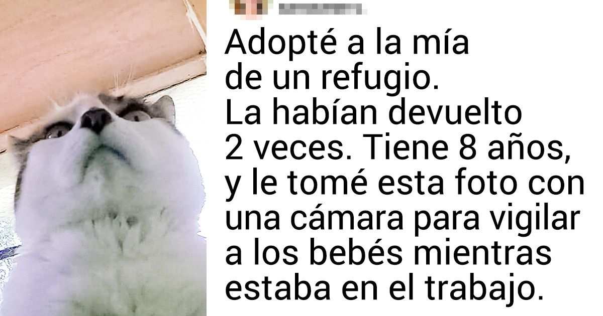 20+ Lectores De Genial Contaron Por Qué Sus Gatos Son Como Un Hijo Más ...