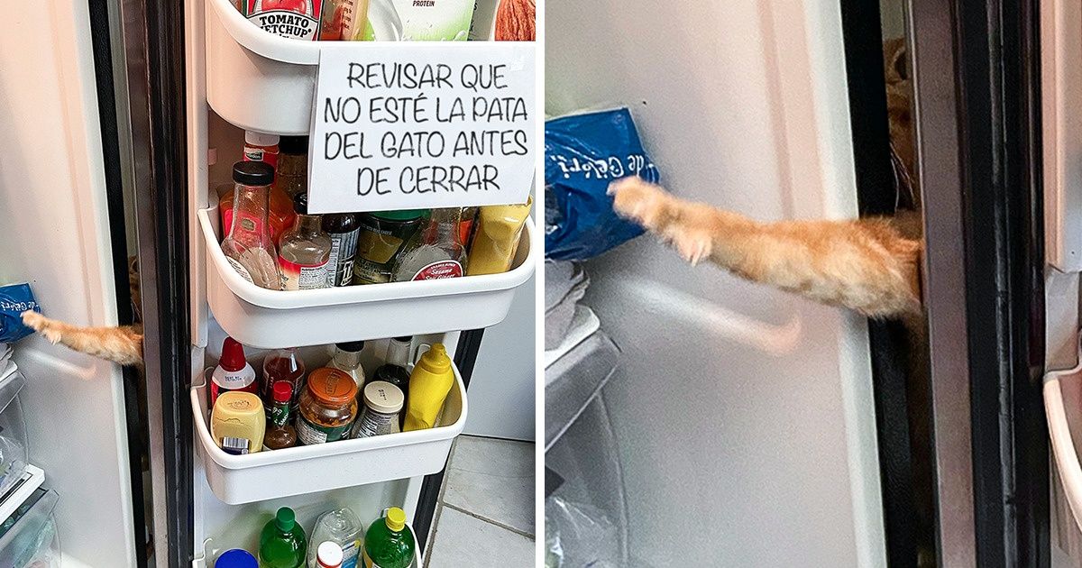 20 Muestras gráficas de cómo cambia la vida de un humano con la llegada de un gato
