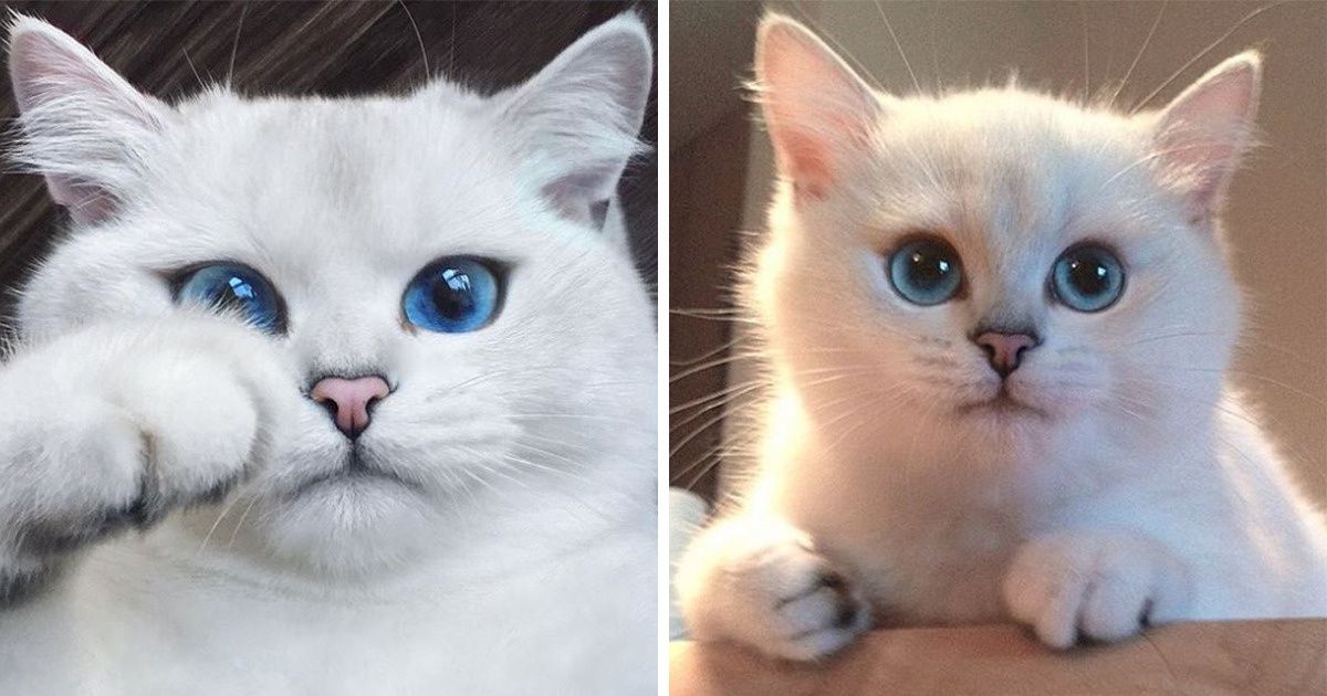 15 Criaturas cuyos ojos son tan hermosos que pueden hipnotizarte 15 Criaturas cuyos ojos son tan hermosos que pueden hipnotizarte