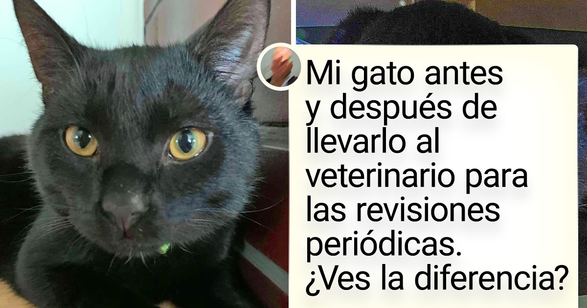 18 Fotos que demuestran que no hay pacientes más simpáticos que los animales
