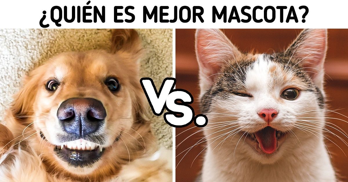 Decidiremos cuál de estas patitas peludas ganaría si disputaran ser tu mascota Decidiremos cuál de estas patitas peludas ganaría si disputaran ser tu mascota