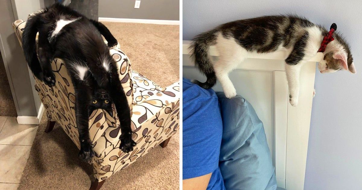 20+ Gatos que demuestran que, a la hora de descansar, no importan ni la posición ni el lugar 20+ Gatos que demuestran que, a la hora de descansar, no importan ni la posición ni el lugar