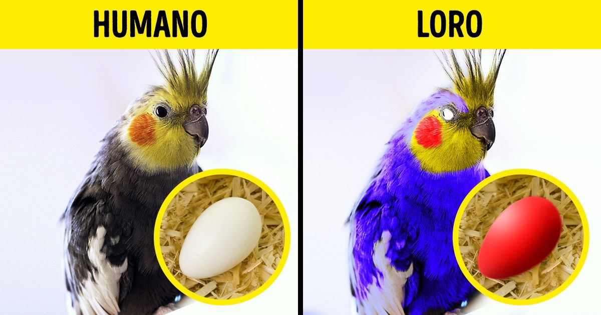 Cómo se vería el mundo si fueras un dinosaurio, un calamar o simplemente una bacteria Cómo se vería el mundo si fueras un dinosaurio, un calamar o simplemente una bacteria