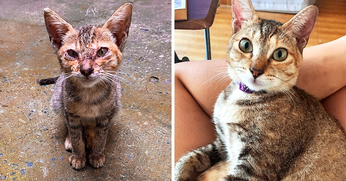 19 Mascotas que se transformaron por fuera y por dentro tras ser adoptadas