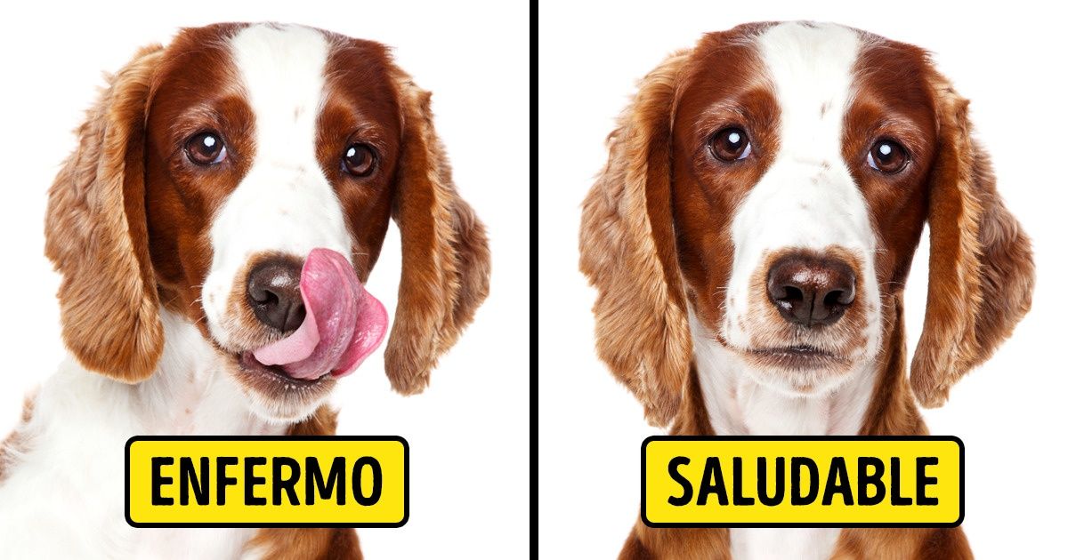 7 Señales que indican que tienes que llevar a tu mascota al veterinario 7 Señales que indican que tienes que llevar a tu mascota al veterinario