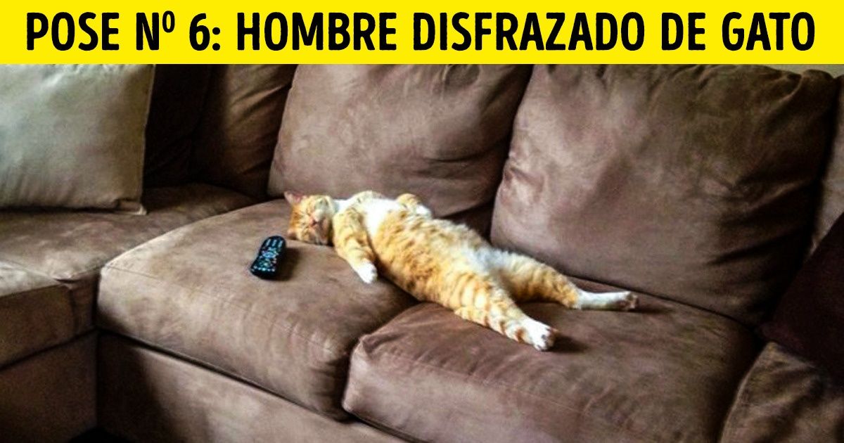 18 Poses que los gatos adoptan para dormir (Y por suerte, sus amos hicieron la foto)