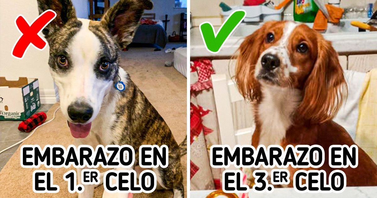 Si tienes una perrita, estos 11 consejos podrían ayudarte antes y durante su primer celo Si tienes una perrita, estos 11 consejos podrían ayudarte antes y durante su primer celo