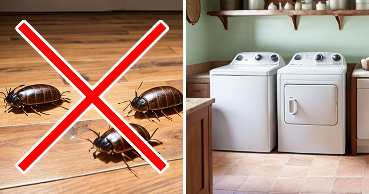 Trucos para eliminar las cucarachas y otras plagas de la lavadora Trucos para eliminar las cucarachas y otras plagas de la lavadora