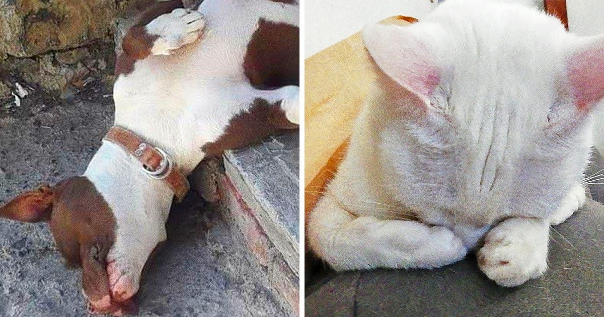 21 Lectores de Genial comparten las posiciones más envidiables para dormir de sus mascotas (y desearíamos ser ellas)