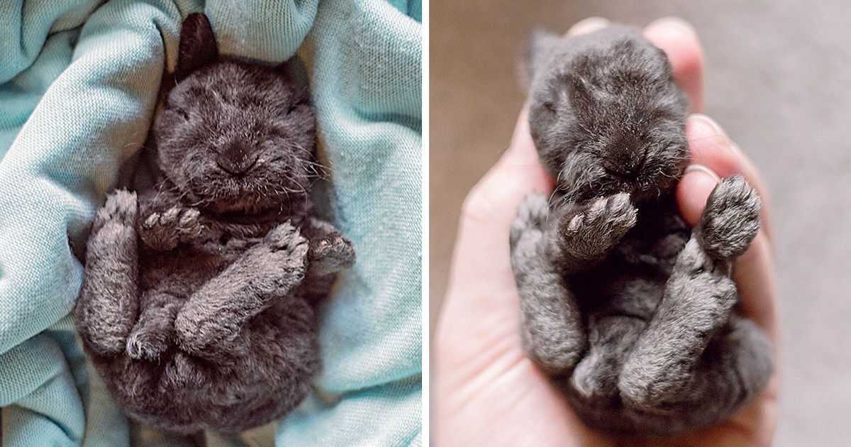 10 Tipos de padres en el reino animal que tienen muchos bebés en una sola vez 10 Tipos de padres en el reino animal que tienen muchos bebés en una sola vez