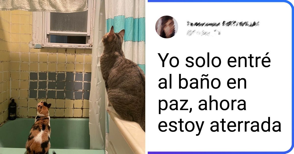 20+ Momentos felinos que nos recordaron por qué tener un gato implica una serie de emociones