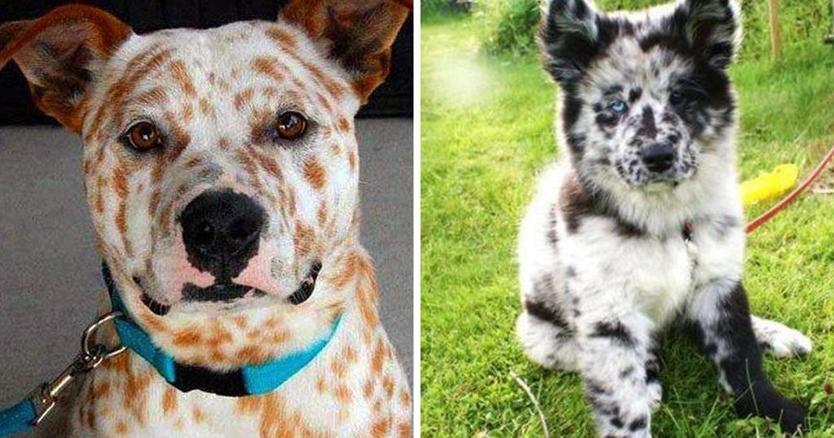24 Perros con pelajes únicos que han logrado enamorarnos