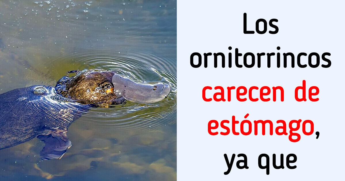 17 Datos insólitos que te acercarán al lado más extraño del mundo 17 Datos insólitos que te acercarán al lado más extraño del mundo