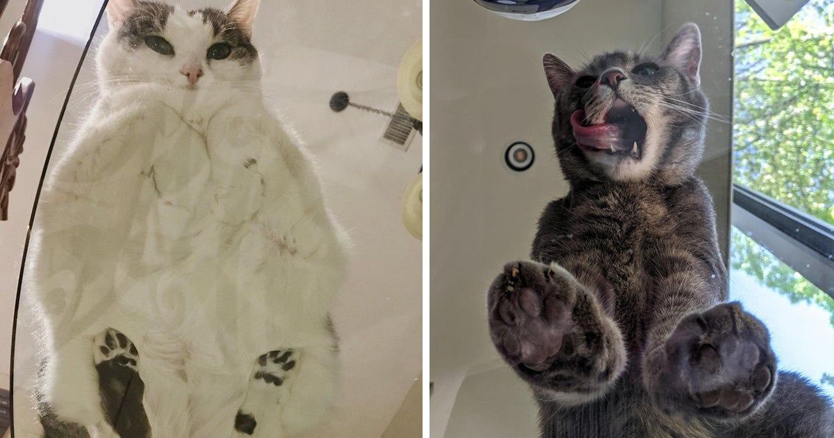 20 Gatos nos muestran un nuevo concepto de comodidad desde divertidas perspectivas 20 Gatos nos muestran un nuevo concepto de comodidad desde divertidas perspectivas