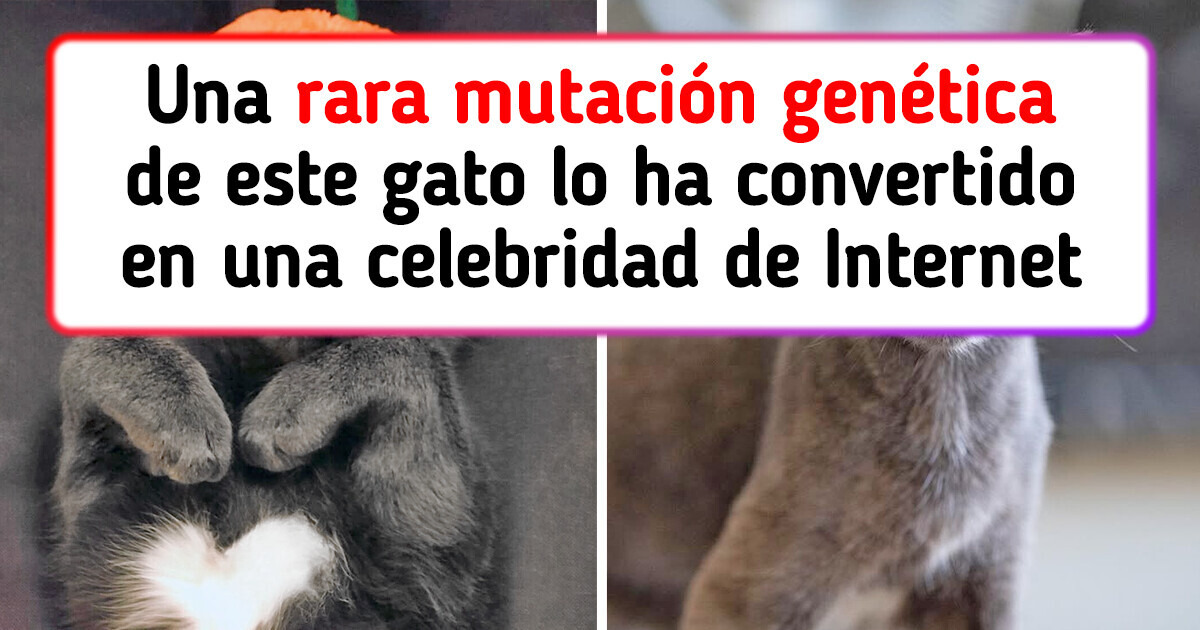 Descubre al gato que está arrasando en las redes sociales por un detalle peculiar Descubre al gato que está arrasando en las redes sociales por un detalle peculiar