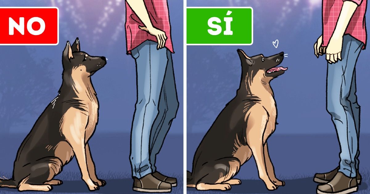 8 Formas de calmar a una mascota ansiosa, especialmente durante los fuegos artificiales o en un viaje al veterinario