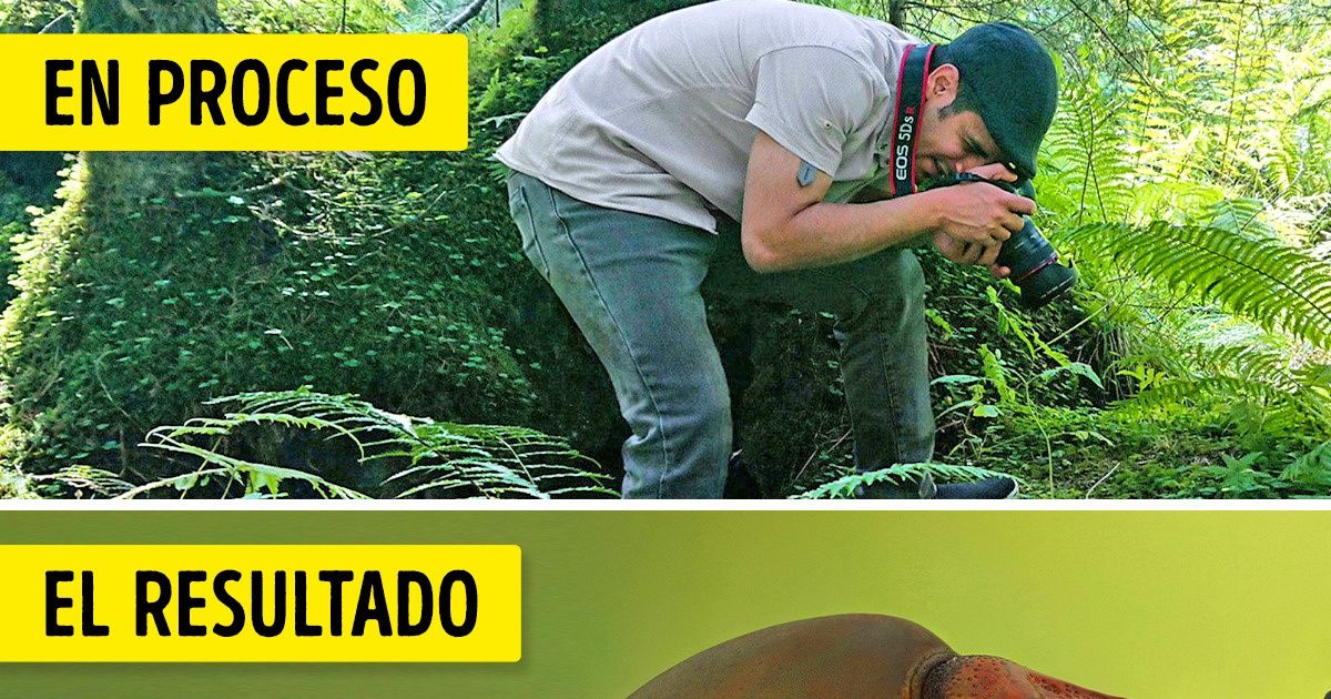 Fotógrafo decide acercarse a su mayor miedo, los insectos, y el resultado son unas tomas coloridas y fascinantes Fotógrafo decide acercarse a su mayor miedo, los insectos, y el resultado son unas tomas coloridas y fascinantes
