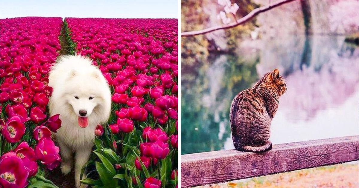 25 Fotos que te sumergirán en la belleza primaveral por completo