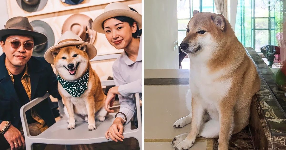 10+ Cosas que nos contó la dueña de “Cheems” o Balltze, el shiba inu que se convirtió en uno de los memes más famosos de Internet 10+ Cosas que nos contó la dueña de “Cheems” o Balltze, el shiba inu que se convirtió en uno de los memes más famosos de Internet
