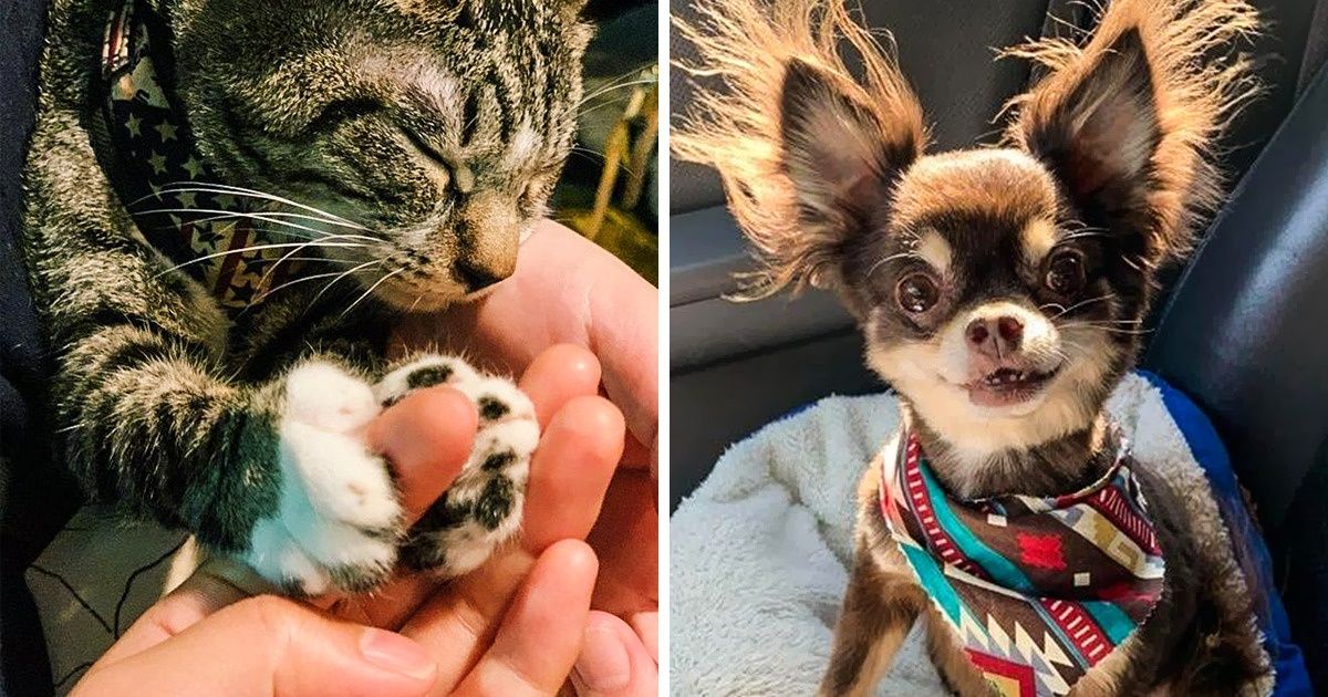 19 Mascotas que nos hacen sentir muy bien 19 Mascotas que nos hacen sentir muy bien