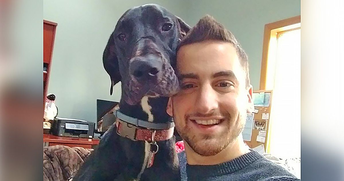 18 Dogos alemanes que demuestran que incluso los perros gigantes pueden ser muy adorables