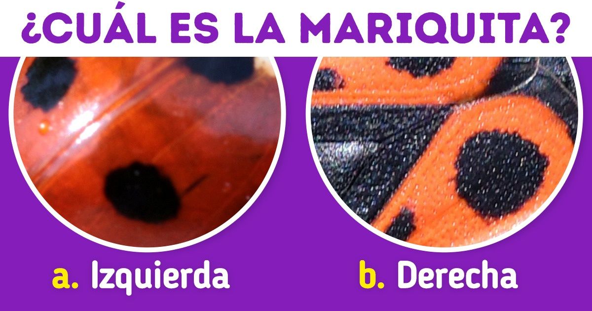 Test: Adivina qué animal es con solo ver sus manchas Test: Adivina qué animal es con solo ver sus manchas