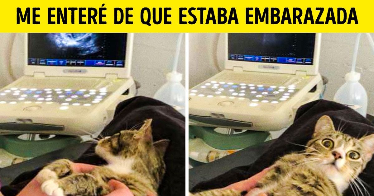 20 Imágenes que prueban que los humanos y los animales tienen muchas cosas en común