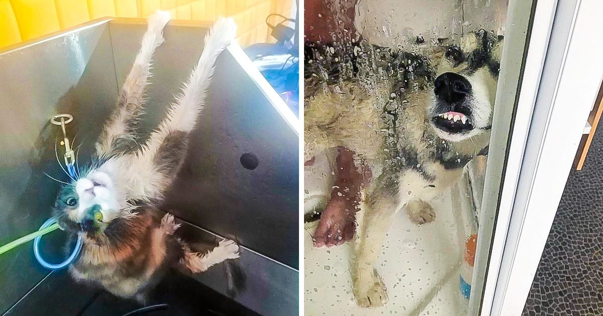 20+ Mascotas de los lectores de Genial que convirtieron la hora del baño en una tragicomedia