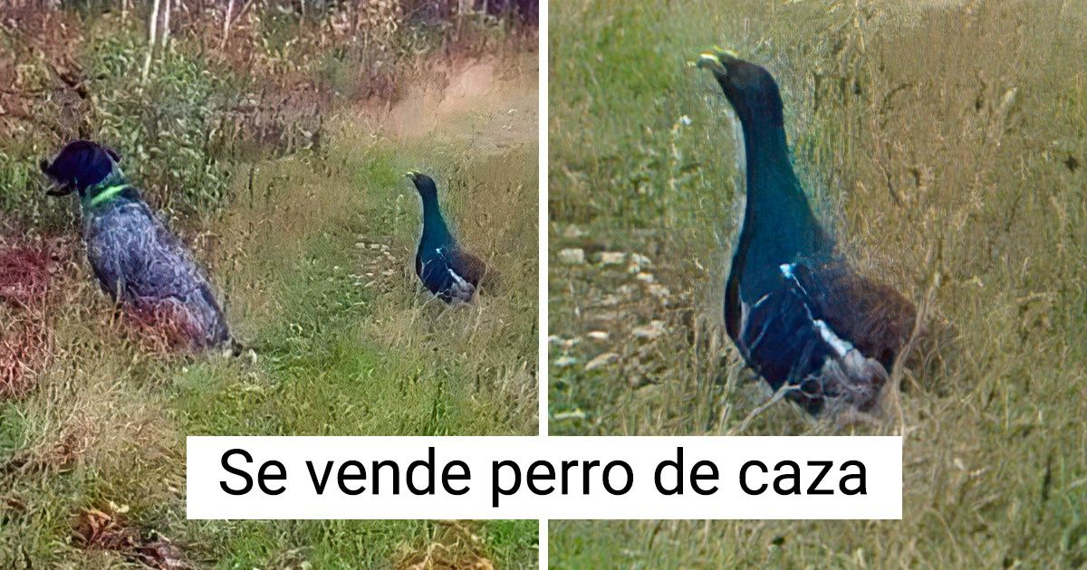 17 Anuncios de los maestros de la autoironía que fácilmente podrían quitarles el pan a los profesionales del “marketing” 17 Anuncios de los maestros de la autoironía que fácilmente podrían quitarles el pan a los profesionales del “marketing”