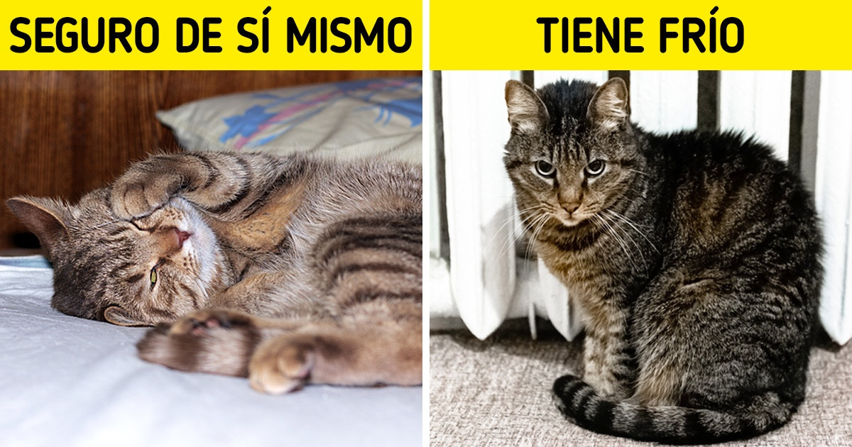 Cómo entender a un gato según sus posturas y gestos