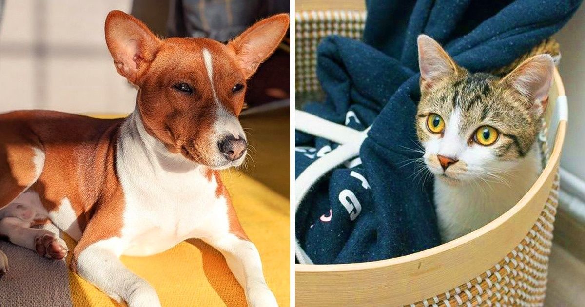 20+ Mascotas que encontraron el punto más calientito para tomar una siesta