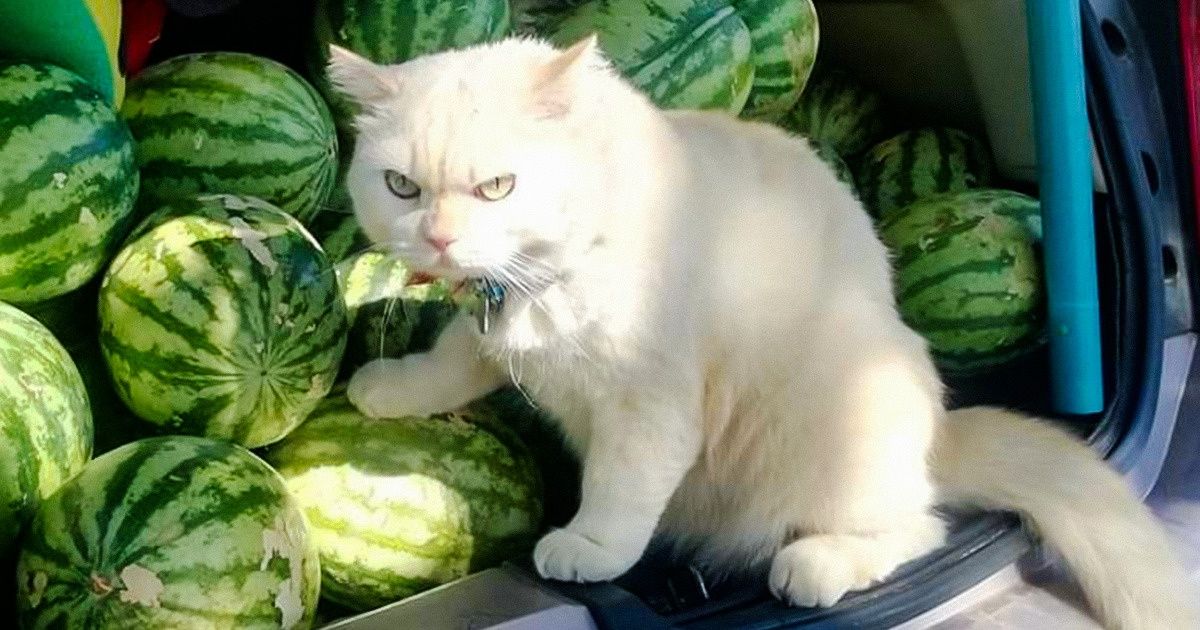 19+ Gatos que no querían ser una carga para sus dueños, así que encontraron un trabajo