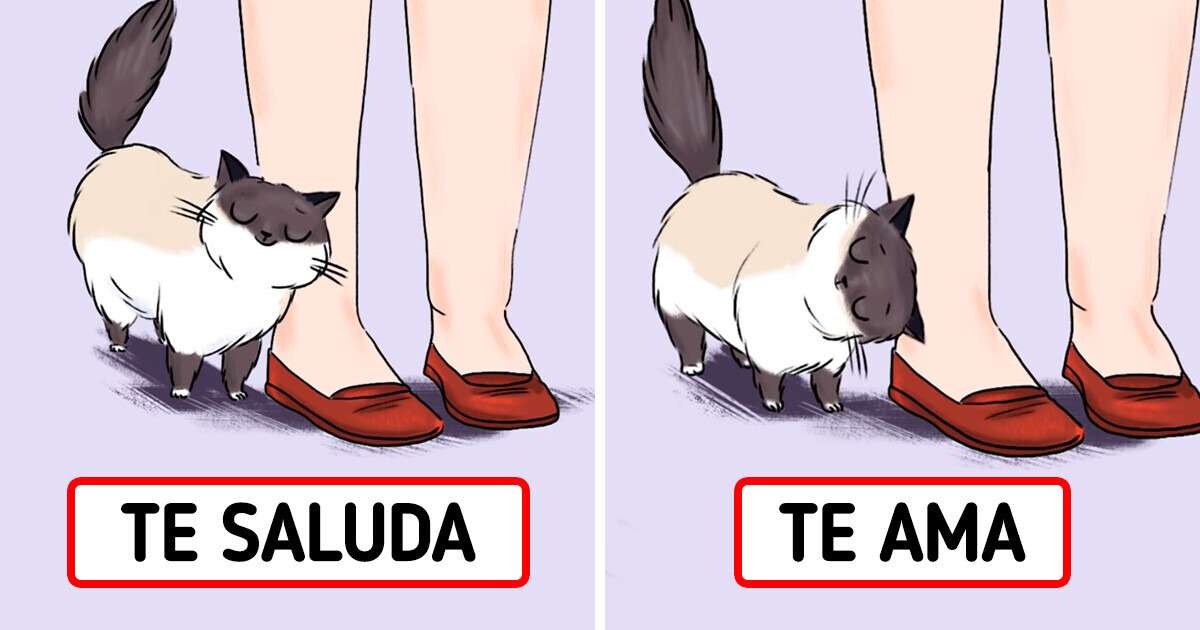10 Maneras de saber lo que te está diciendo tu gato
